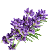 scent